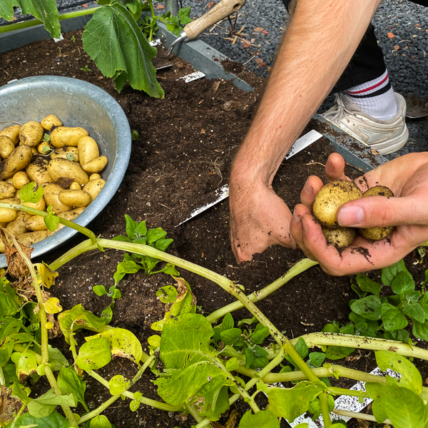 Aardappeloogst uit een van in een Makkelijke Moestuinbak