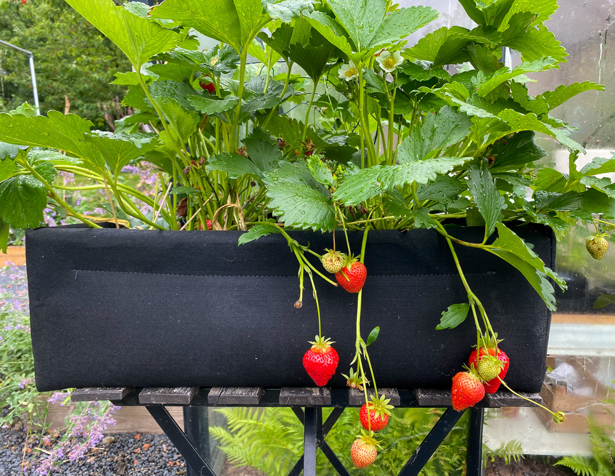 Test met doordragende aardbeien