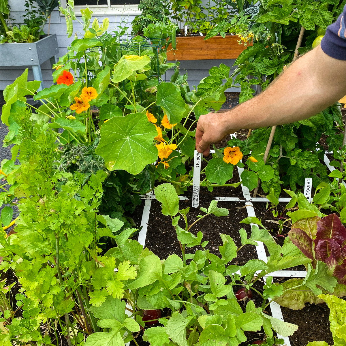 Veel te oogsten, maar een perfecte moestuin? Zeker niet 🙂