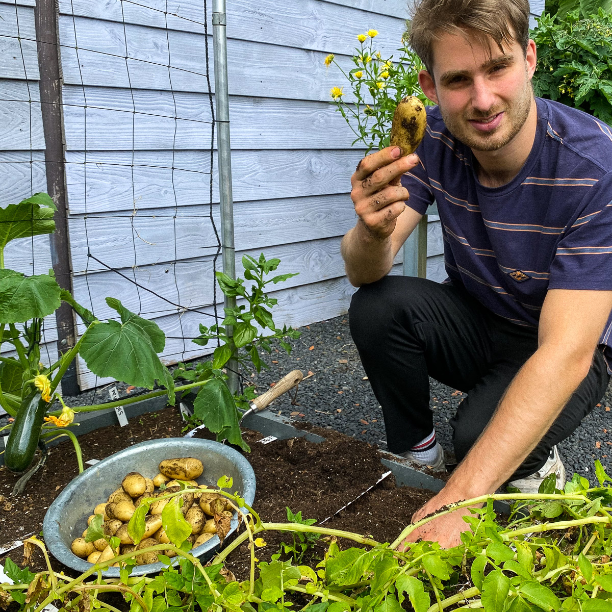 Trots op aardappeloogst