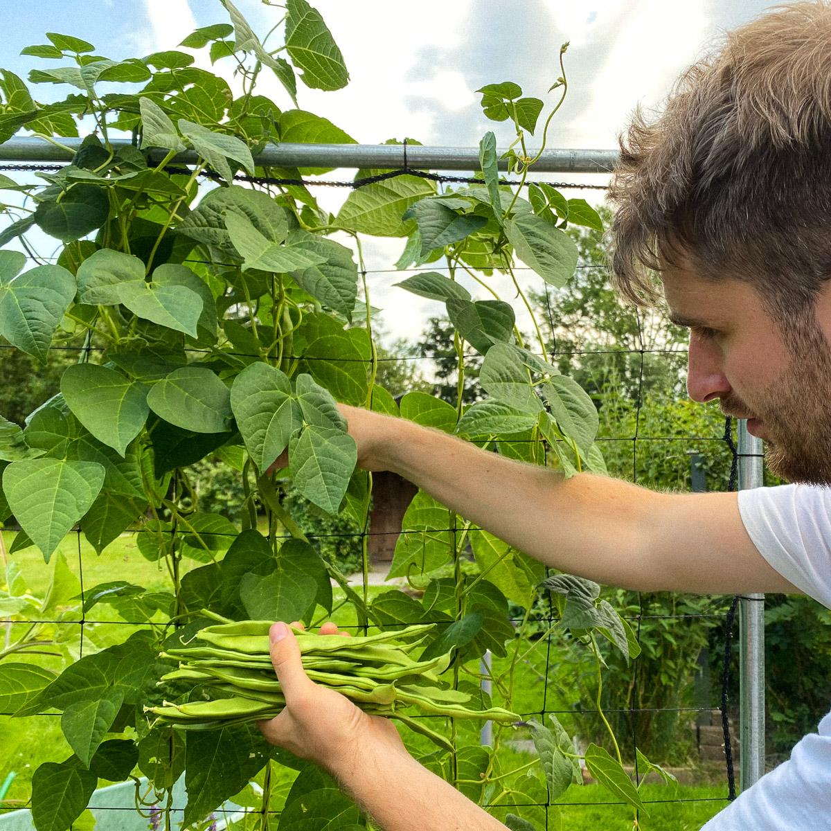 Snijbonen oogsten van het klimrek in de Makkelijke Moestuin