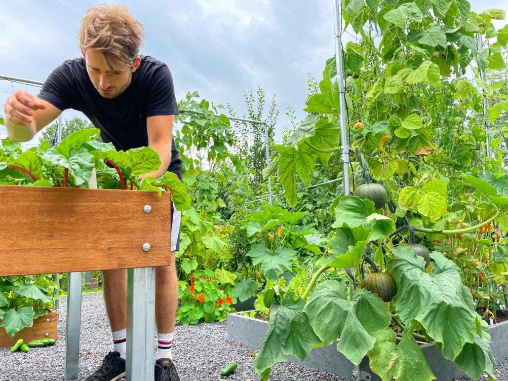 Makkelijke Moestuin begin augustus
