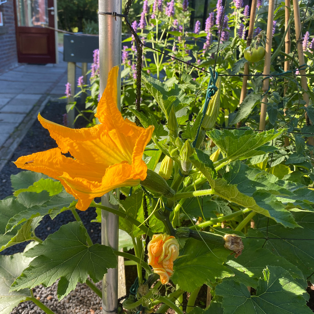De klimcourgette heeft bij warm weer kleiner blad dan normaal maar wel veel vruchten. 
