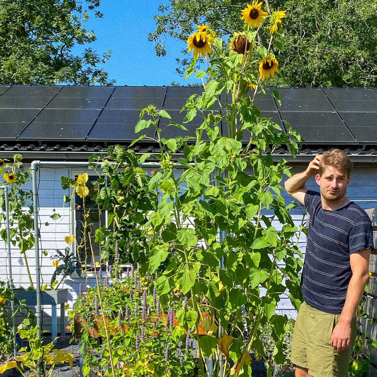 Zonnebloem wordt wel erg groot voor het Makkelijke Moestuinvak