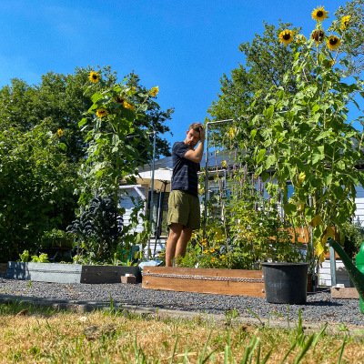 Hoe overleeft je moestuin deze hitte?