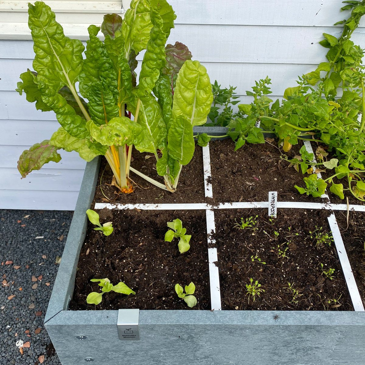 September in de Makkelijke Moestuin: zaai je lege vakken  meteen weer in