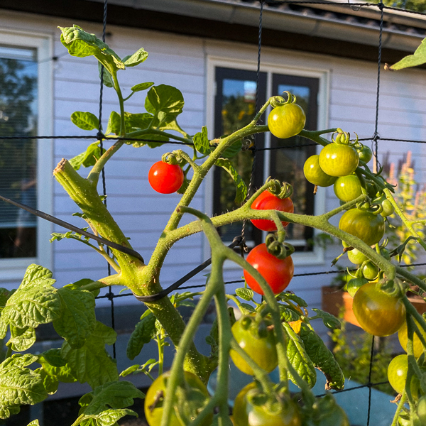Top een hoge tomaat vlak boven de laatste tros tomaten