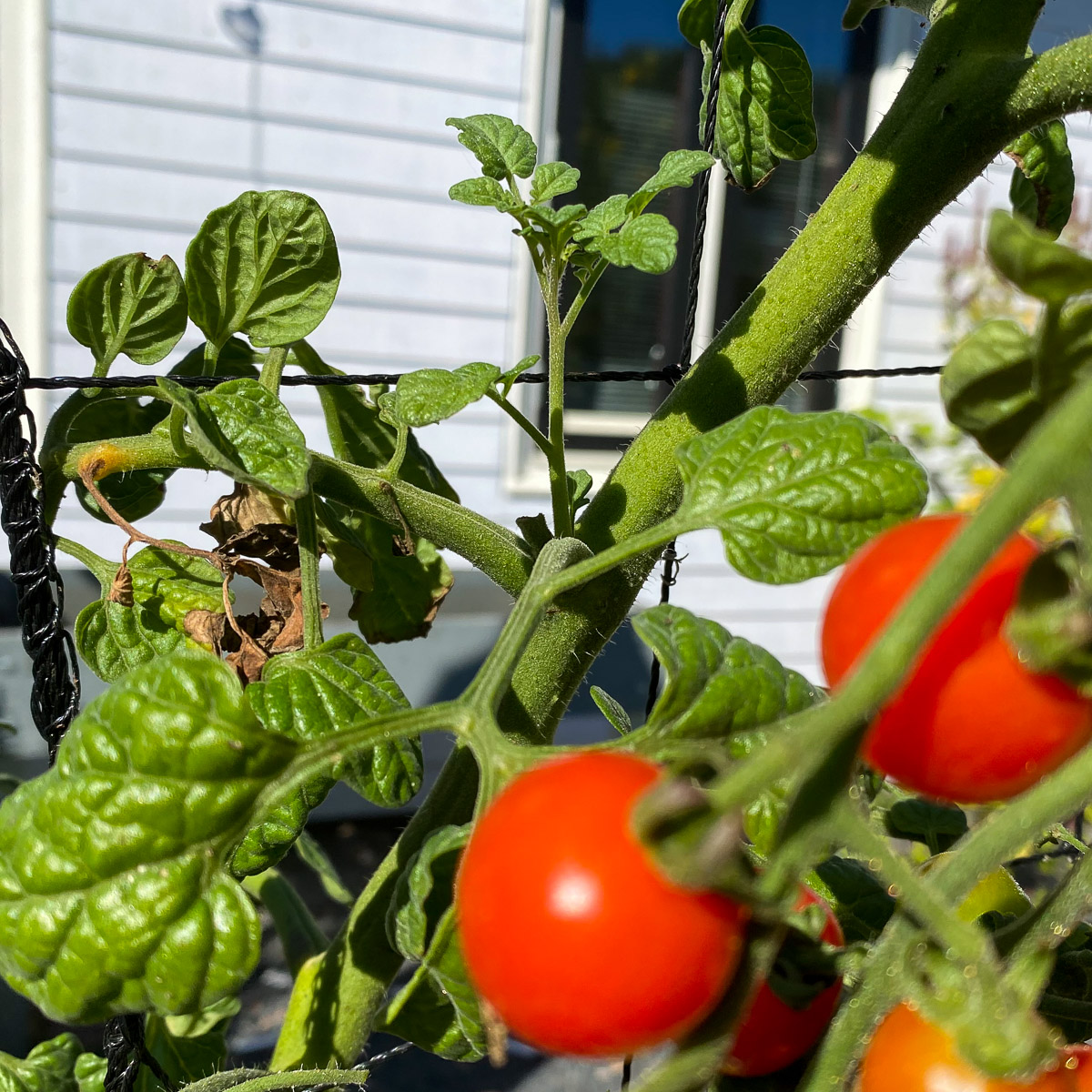 Haal dieven - of zijtakjes - bij tomatenplanten direct weg