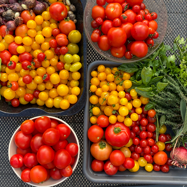 Resultaat van een rondje Makkelijke Moestuin
