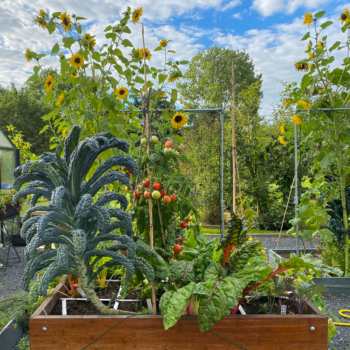 1 september 2022: Makkelijke Moestuin bambootafel in de kantoortuin