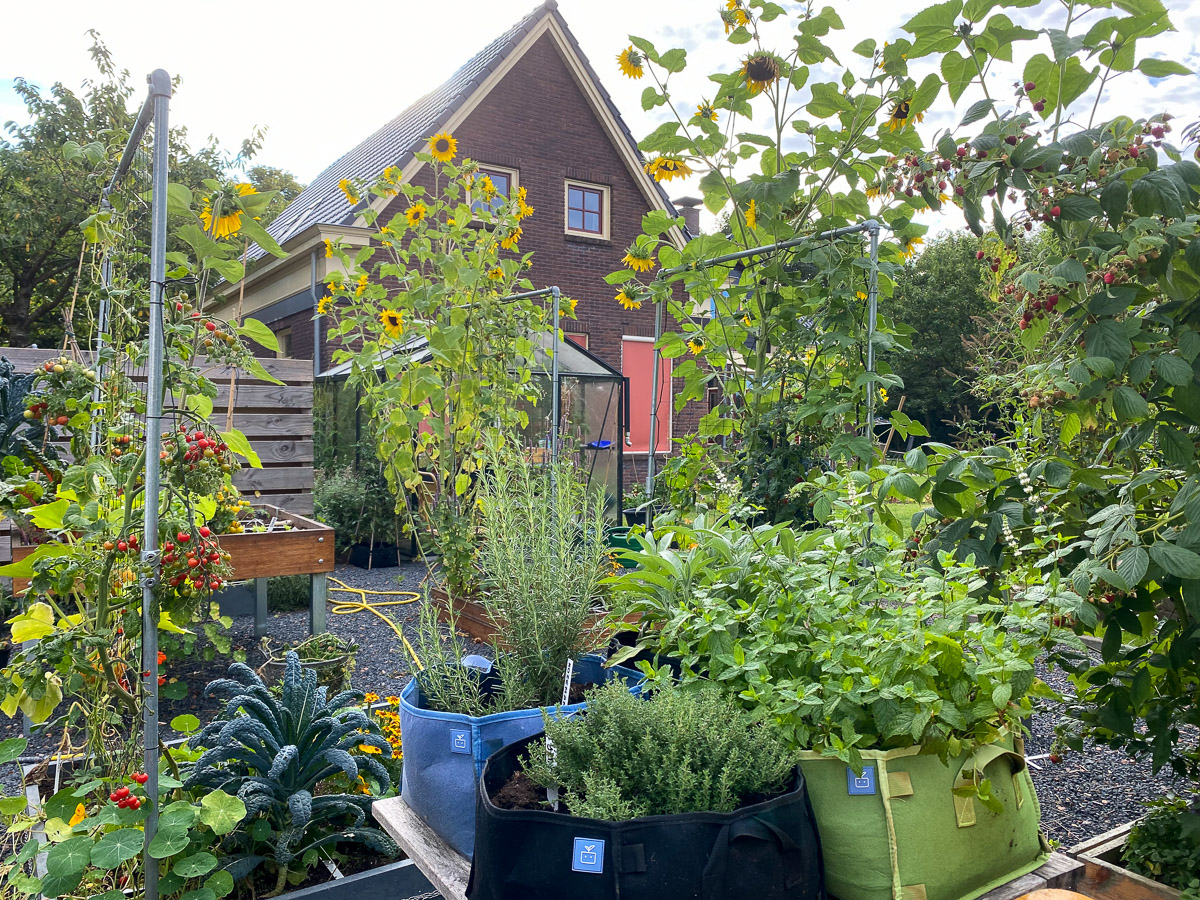 Doorkijkje in de kantoortuin van de Makkelijke Moestuin