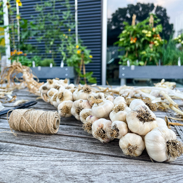 Knoflook vlechten: gepoot in het najaar, geoogst in de zomer (foto Silvia)