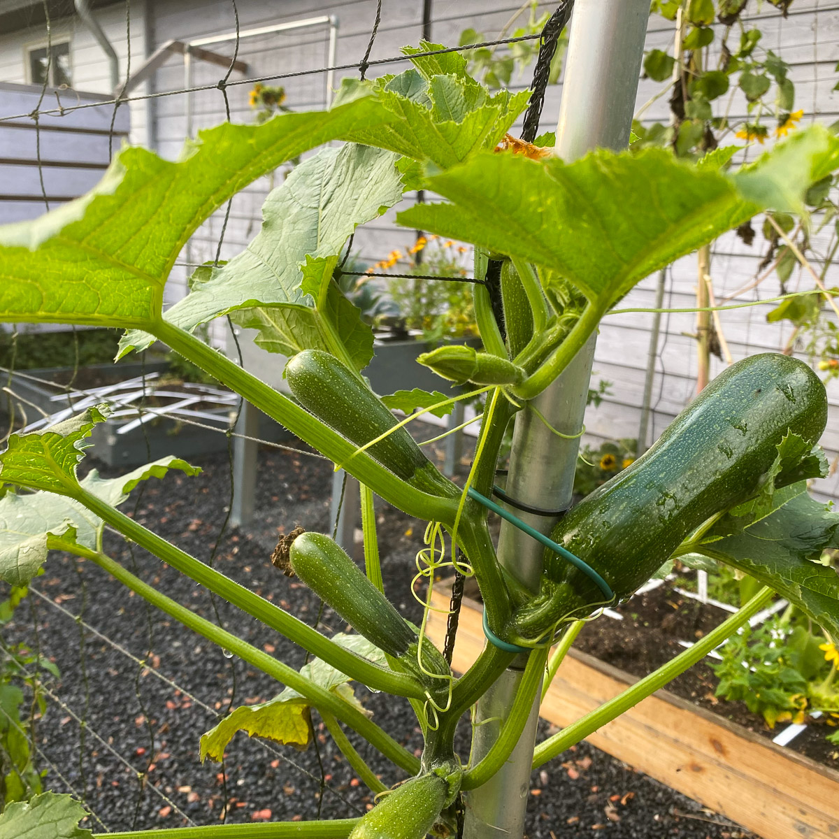 Half oktober: nog steeds groeien er courgettes aan de klimcourgette