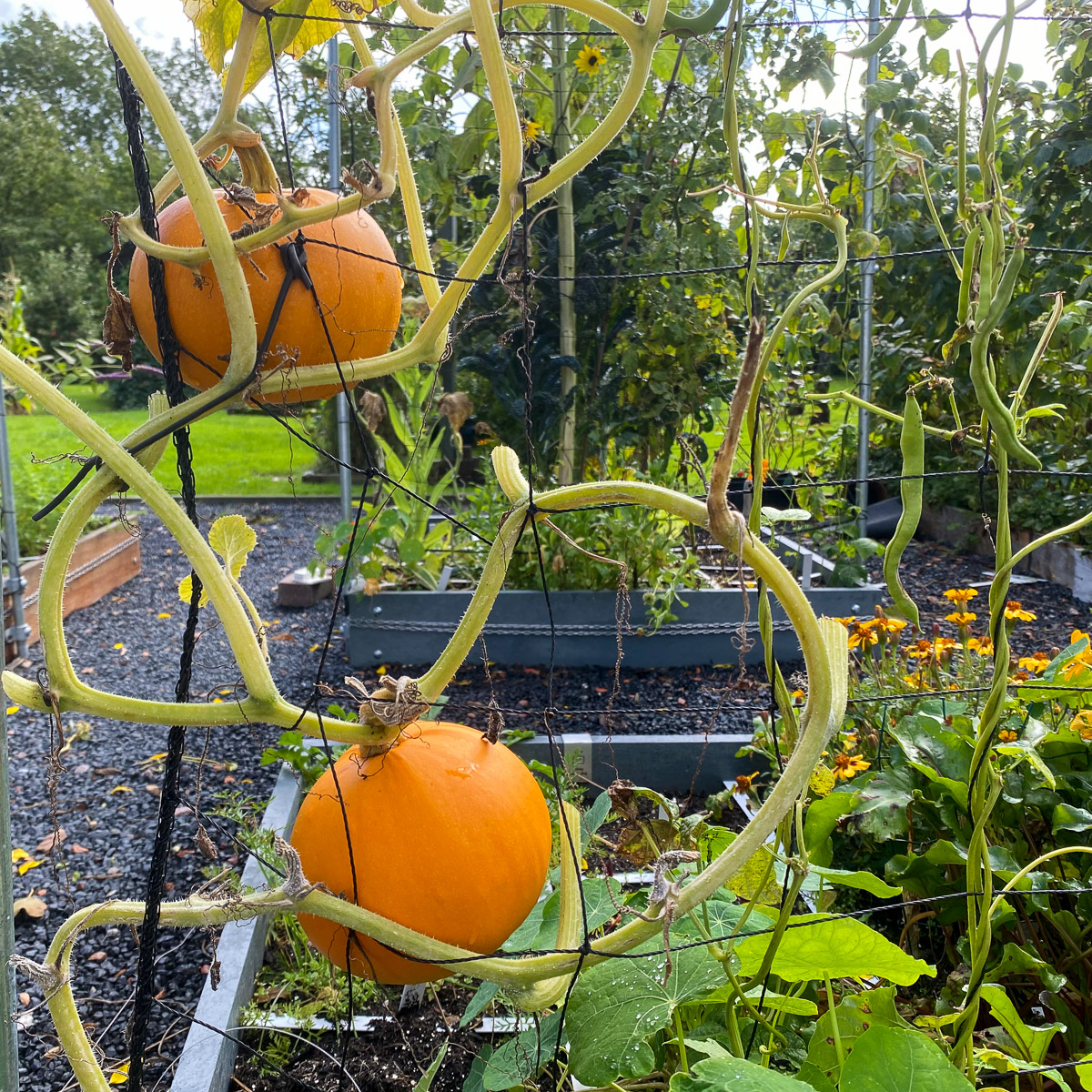 Pompoen aan klimrek Makkelijke Moestuin begin oktober