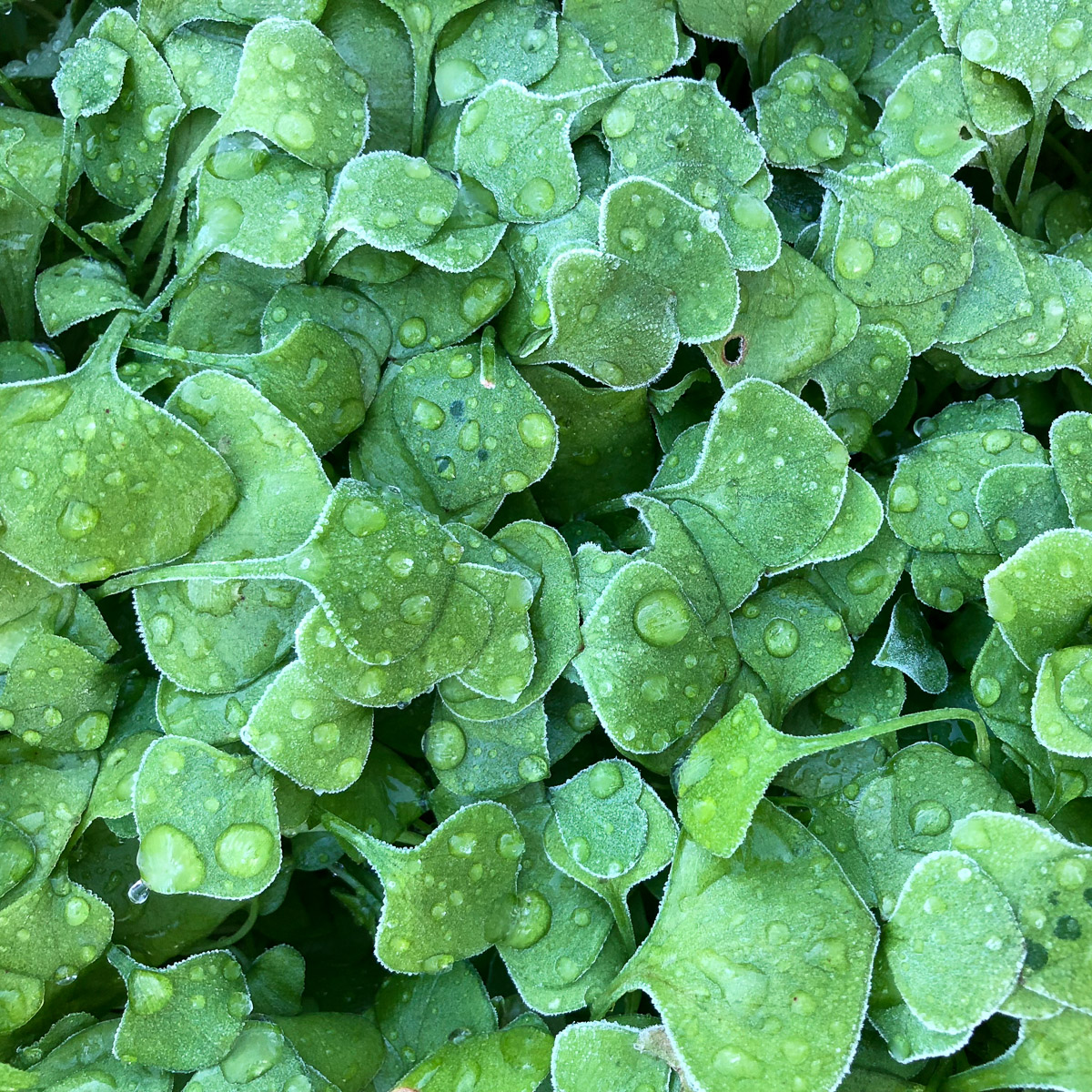 Winterpostelein groeit nog prima in oktober