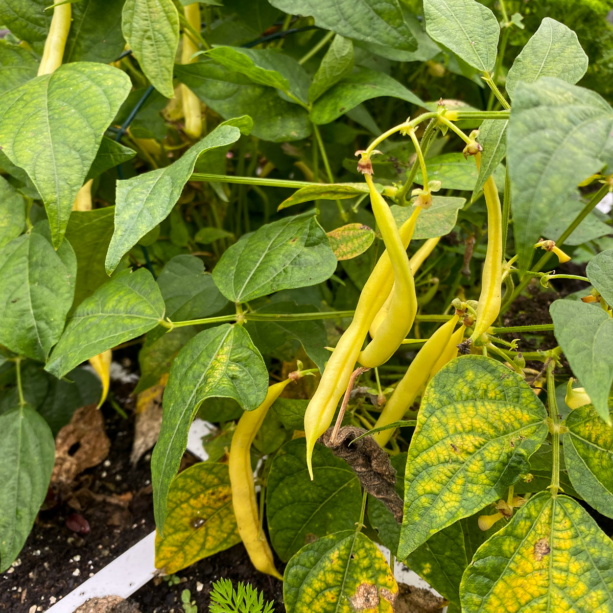 Boterboontjes begin oktober Makkelijke Moestuin