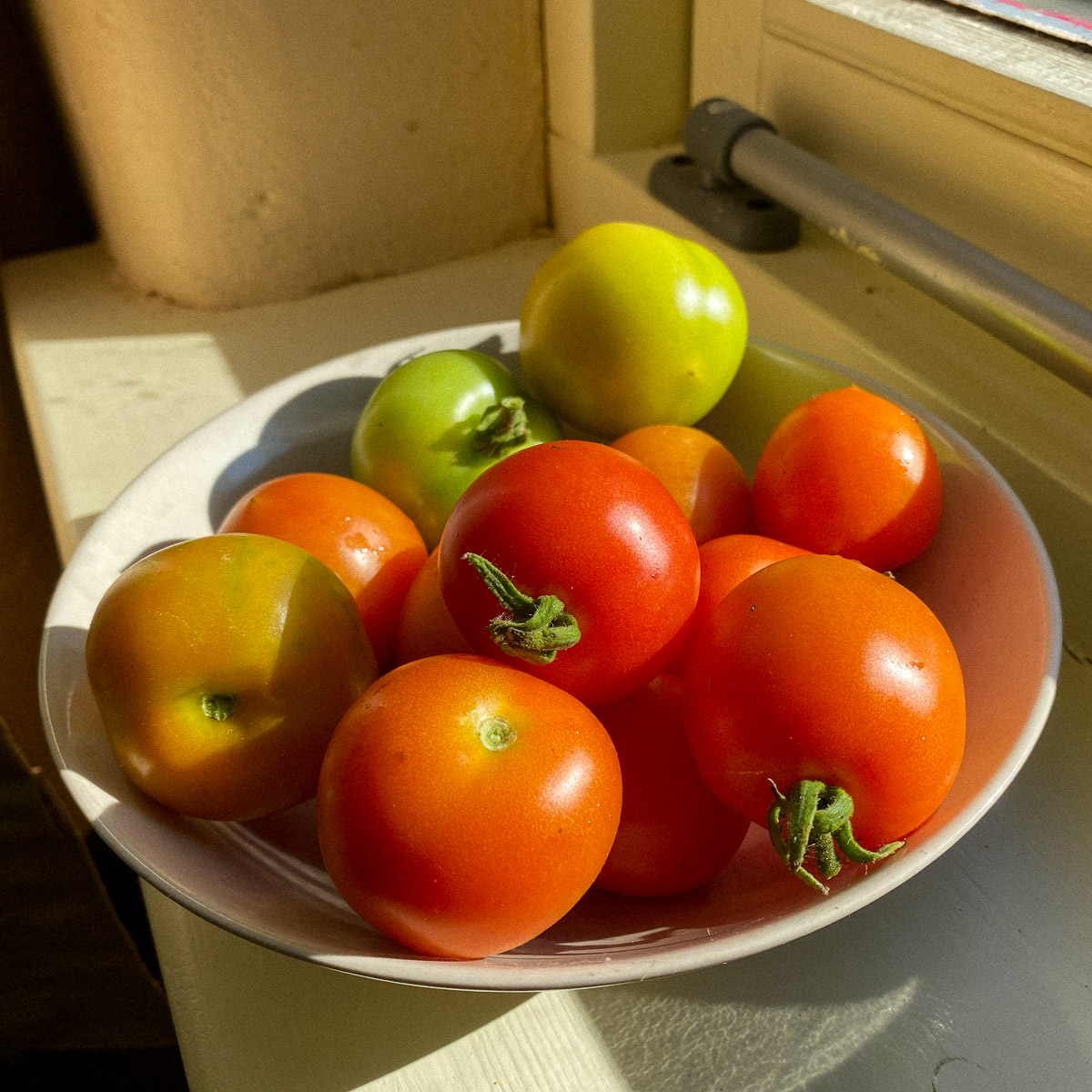 Tomaten begin oktober in de vensterbank