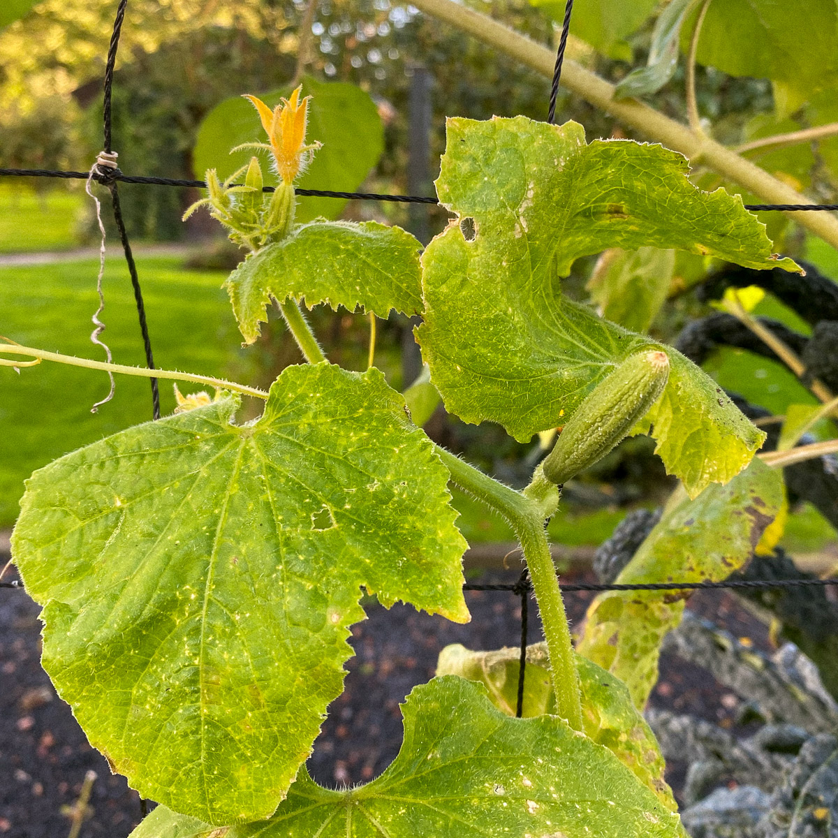 Begin oktober groeien er nog steeds nieuwe komkommertjes in de Makkelijke Moestuin