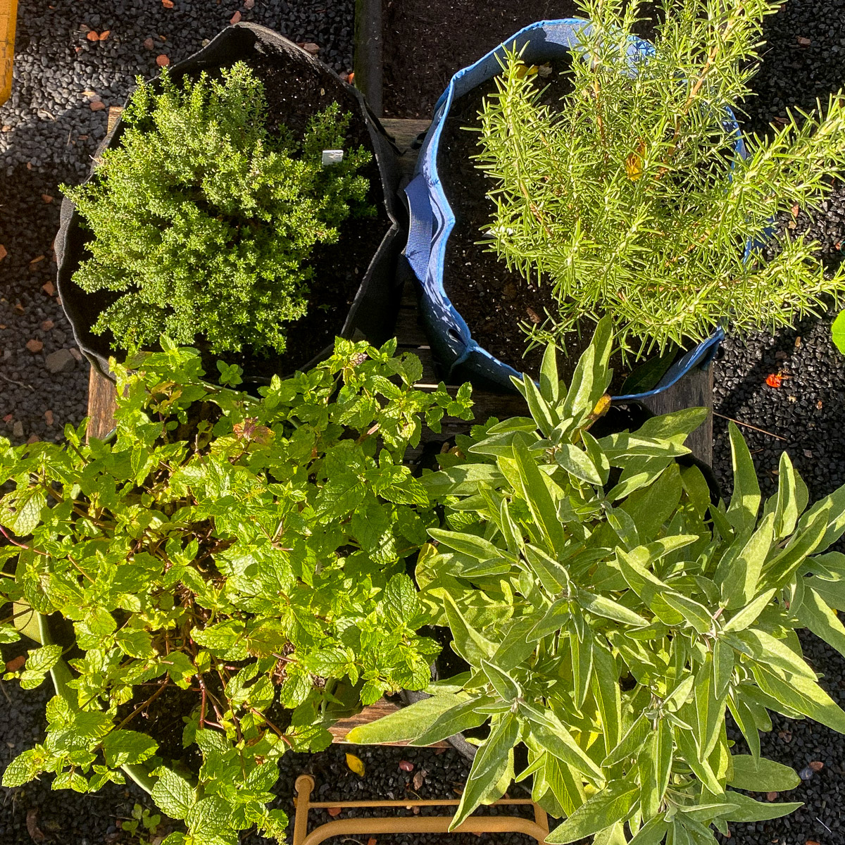 Begin oktober in de Makkelijke Moestuin: tijm, rozemarijn, munt en salie