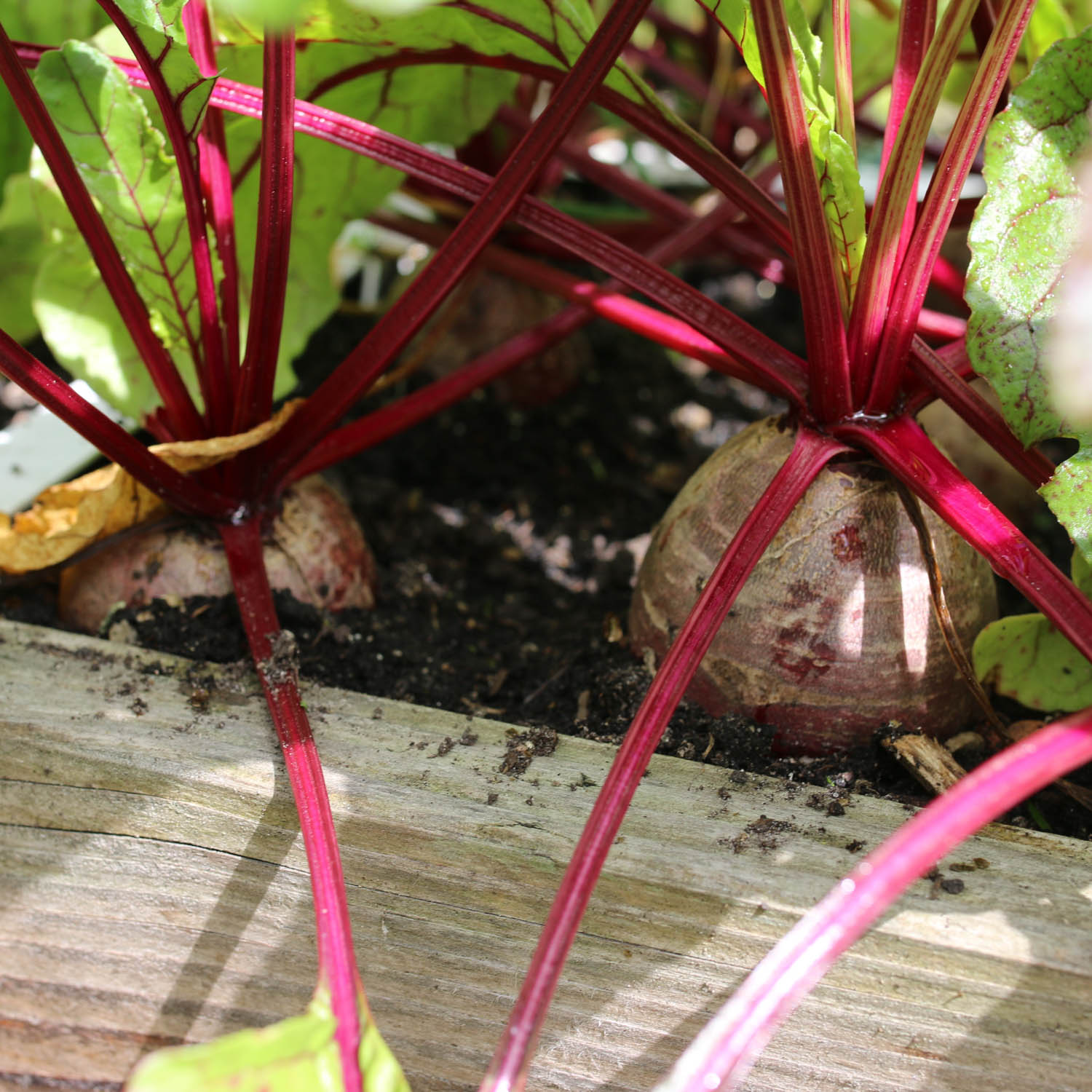 Beet