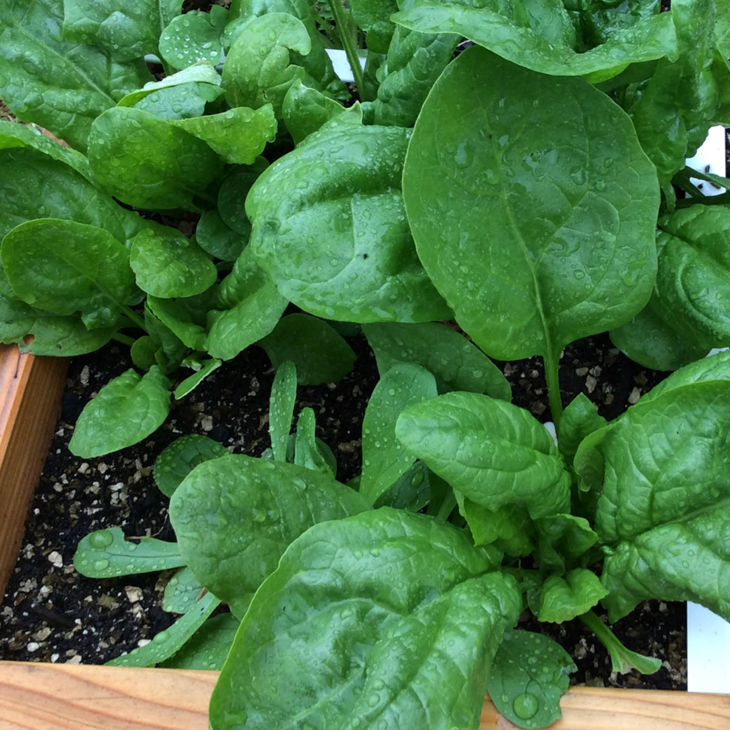 Spinach