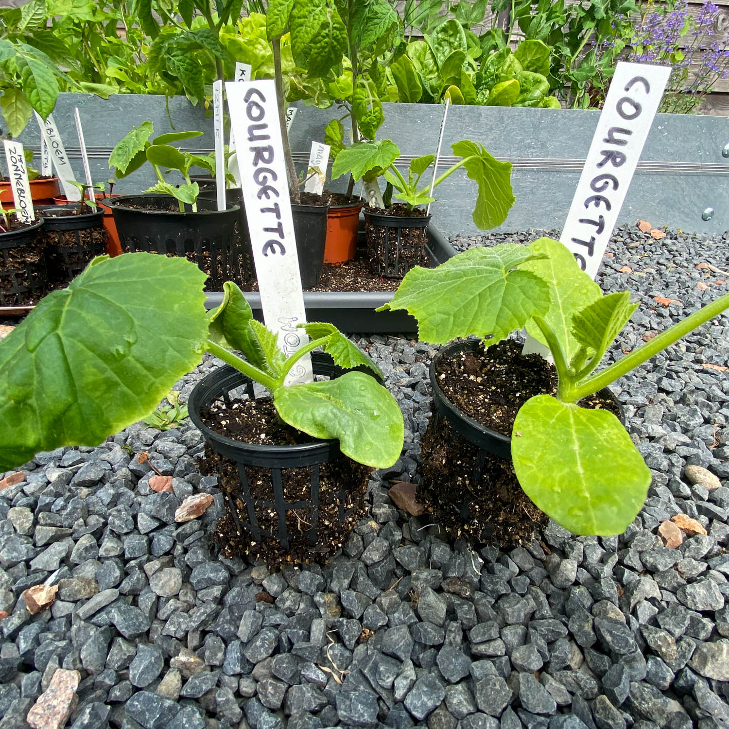Climbing courgette