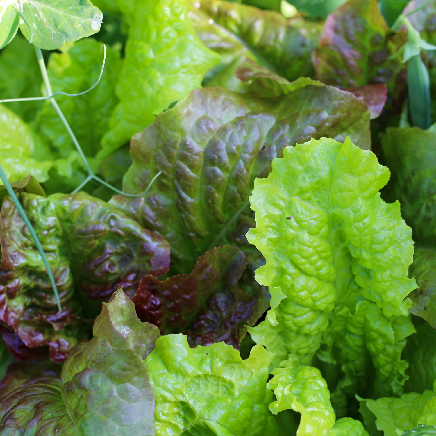 Lettuce