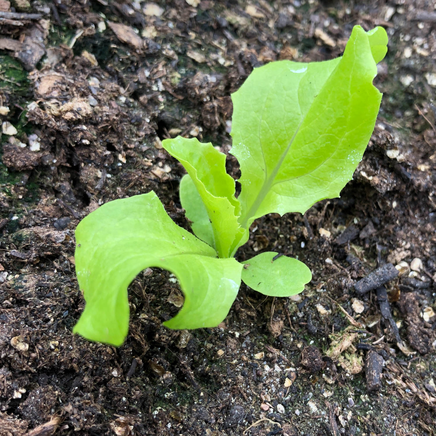 Lettuce