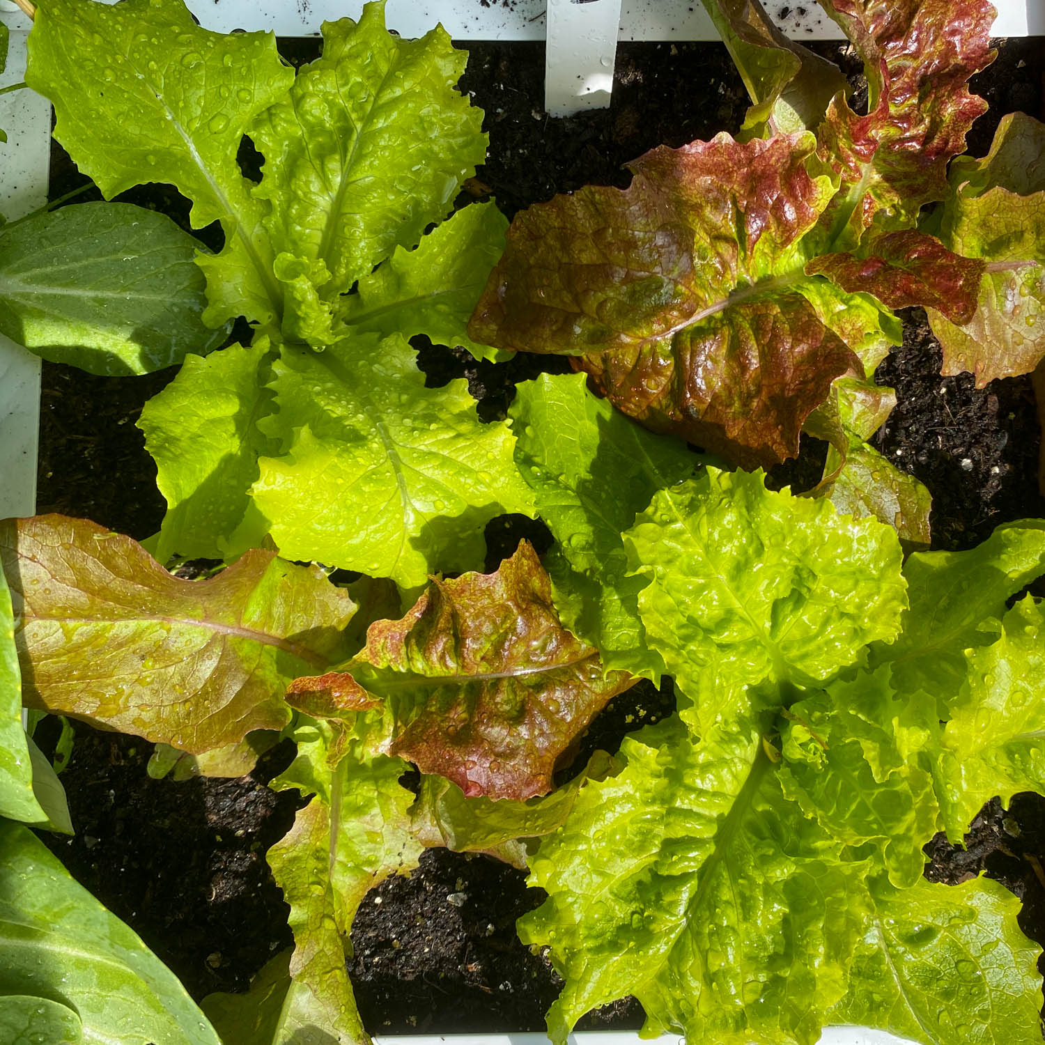 Lettuce