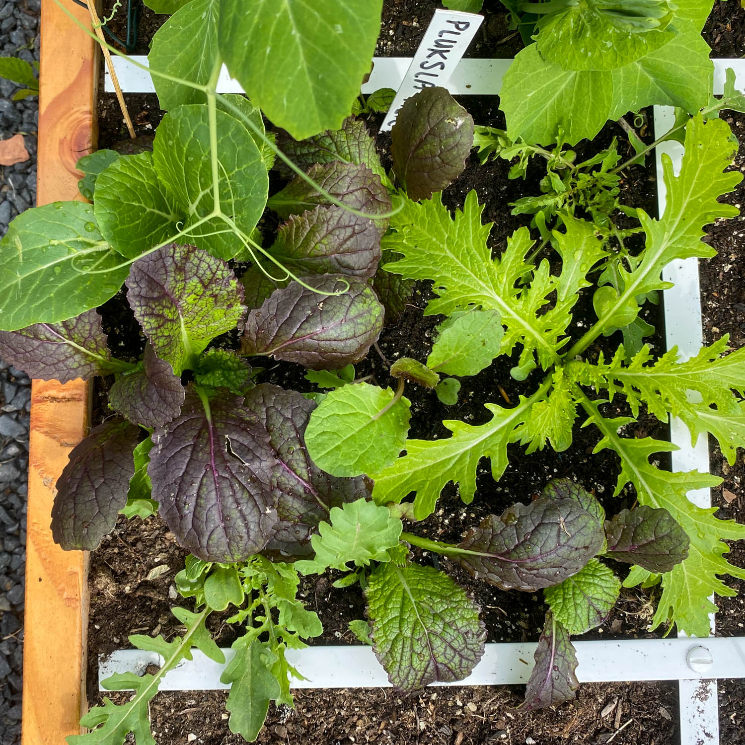 Asian salad mix
