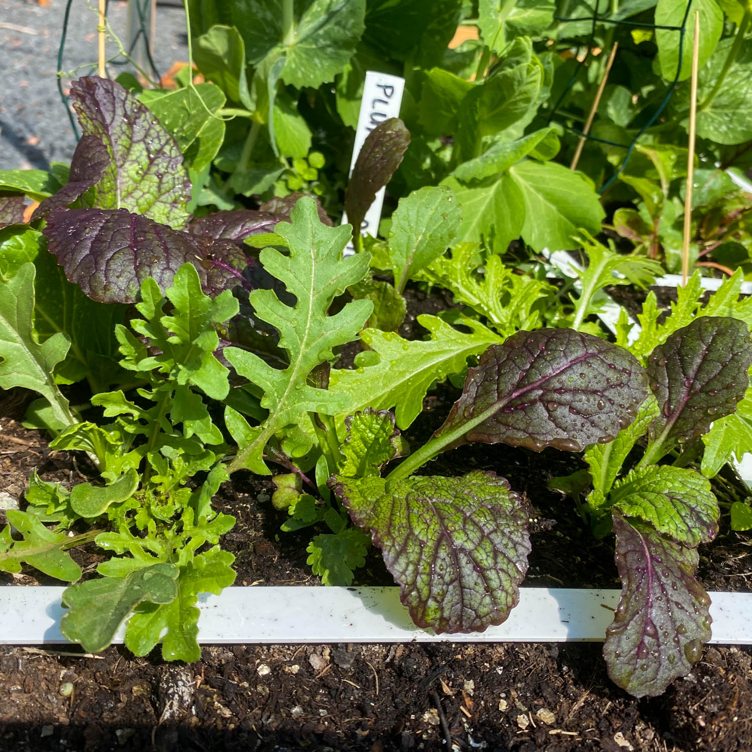 Asian salad mix