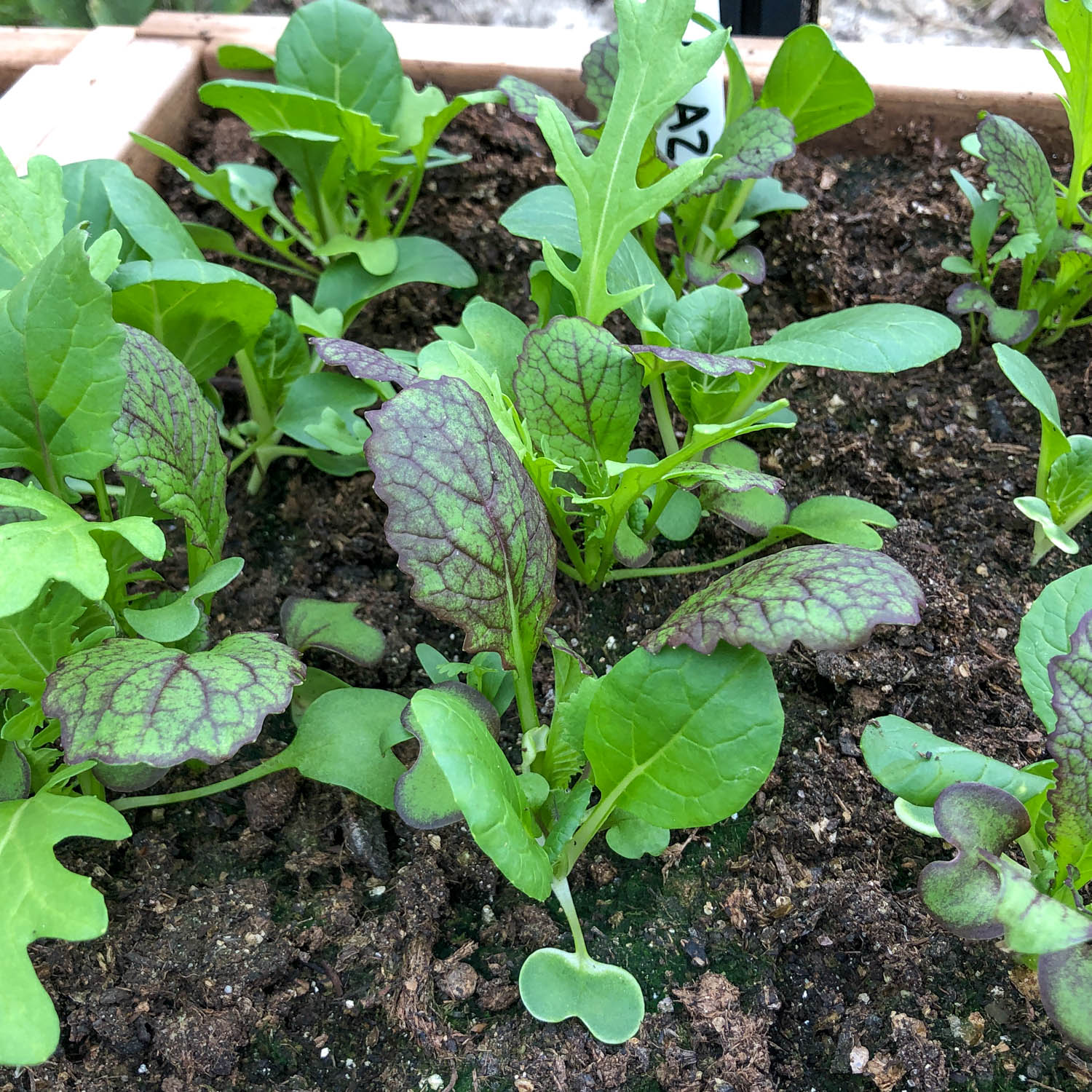 Asian salad mix