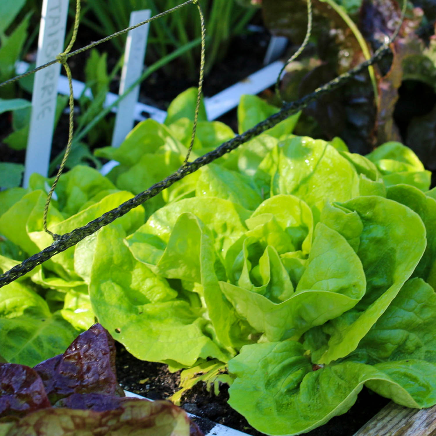 Mini kropsla