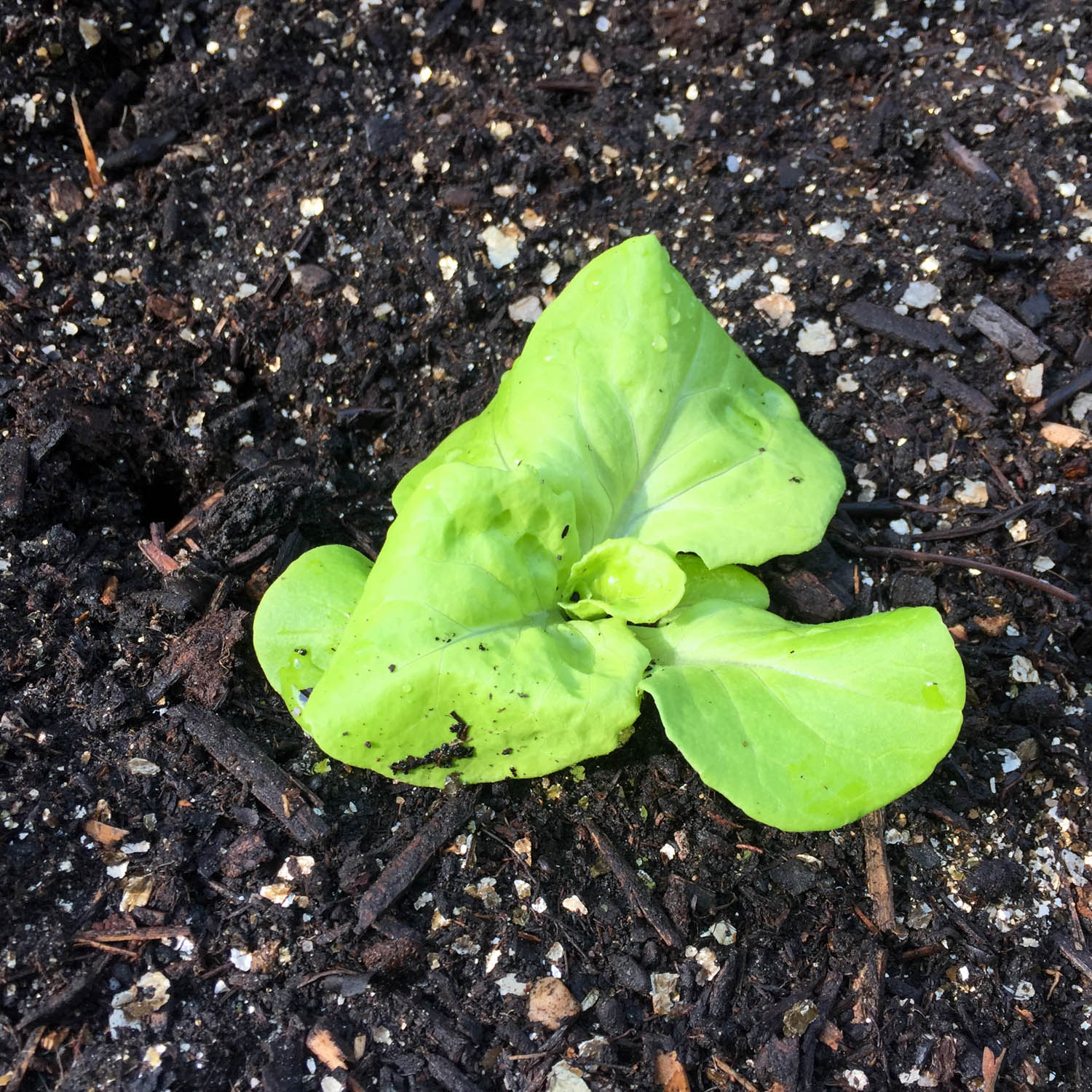 Mini kropsla