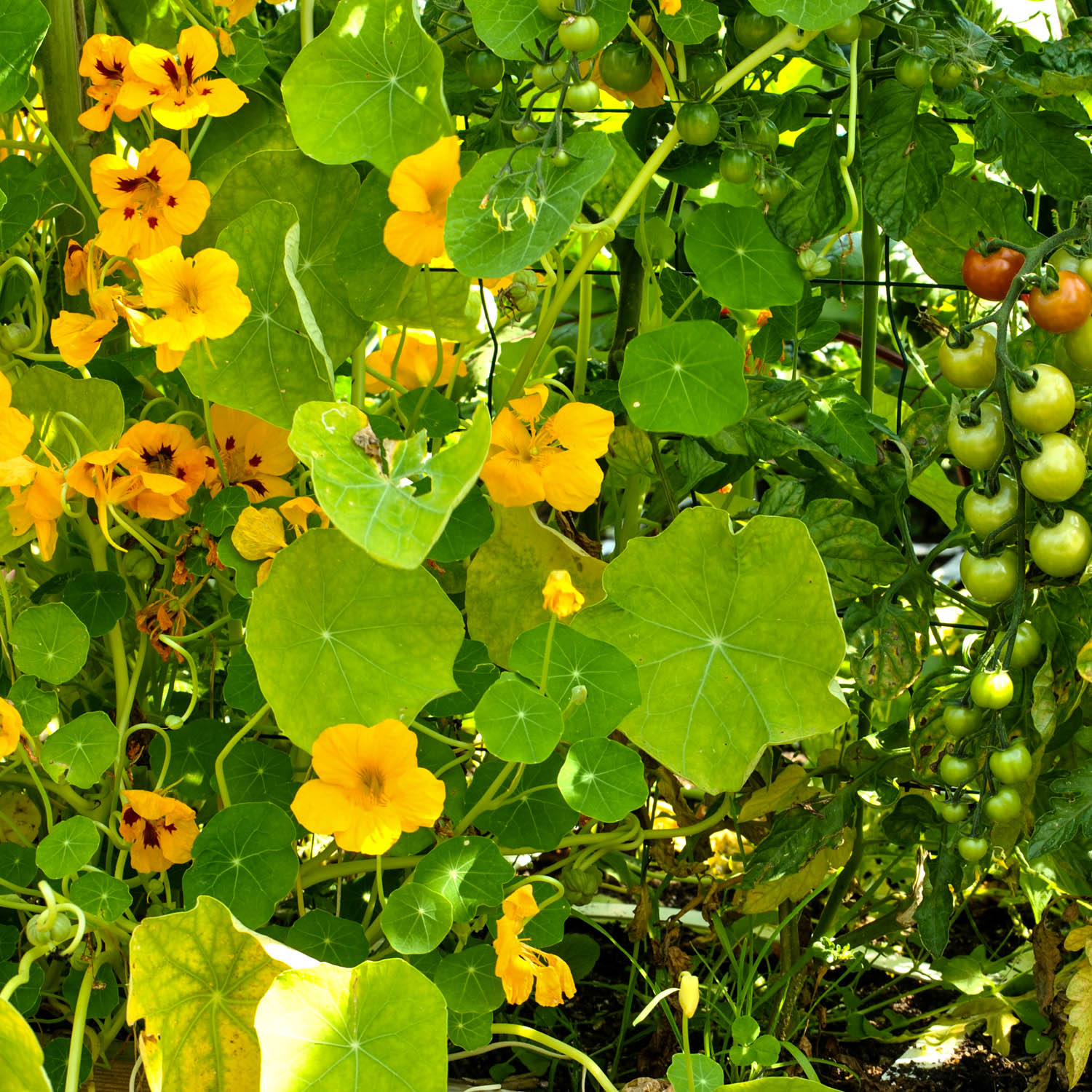 Indian cress