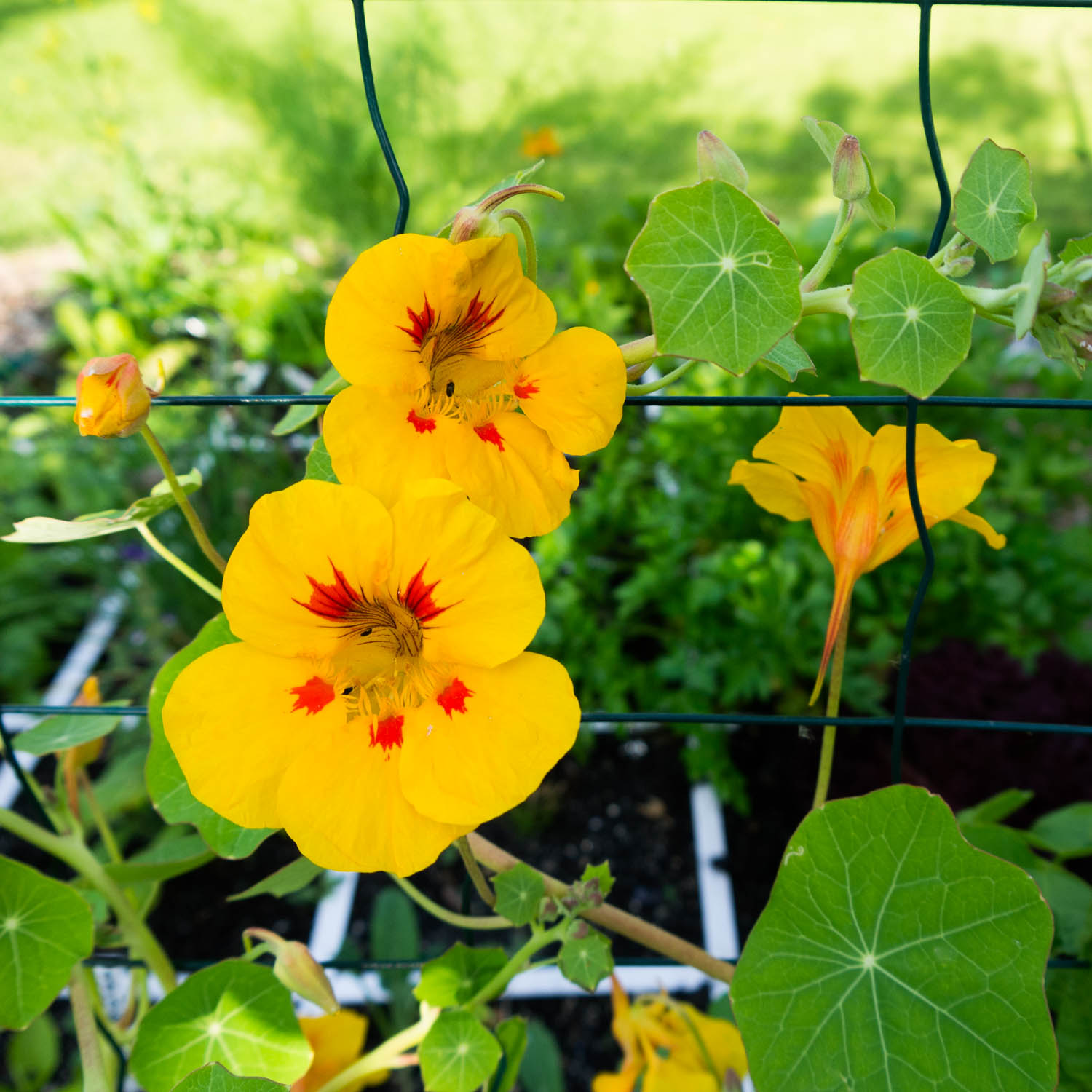 Indian cress