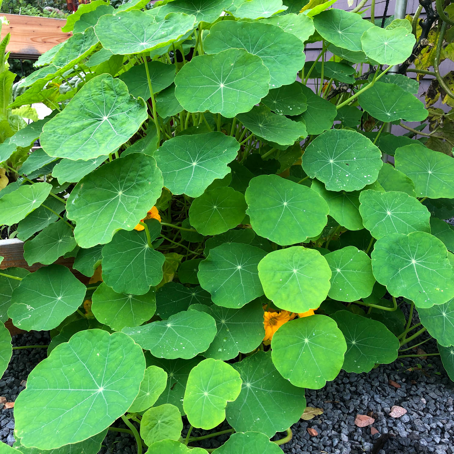 Indian cress